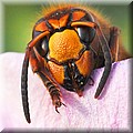 D2X_15277774.jpg