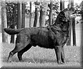 _D2X1233800 (Custom).jpg