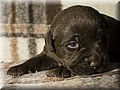 _DSC0013331.jpg