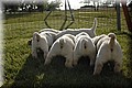 _DSC0037.JPG