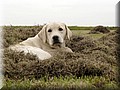 _DSC18021000.jpg