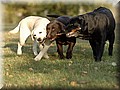 _DSC2022999.jpg