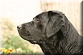 IMG_3042.jpg