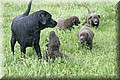 IMG_9068.JPG