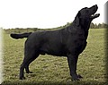 bruno1.jpg