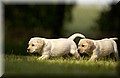 DSC_7349999.jpg
