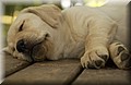 DSC_8528.JPG