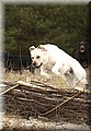 DSC_49666666.jpg