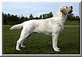 Dambo5www.jpg