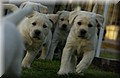 DSC_35751.JPG