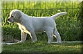 DSC_3671.JPG