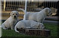 DSC_3809.JPG
