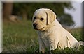 DSC_4420.JPG