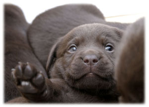 Puppy