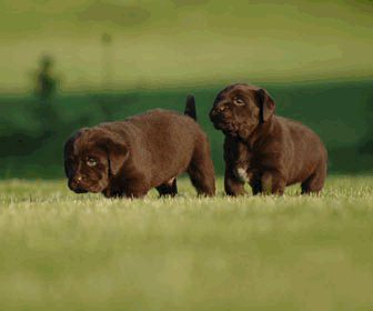 Puppies