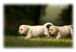 2 Puppy