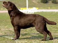 Dipsi