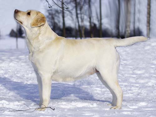 Čilė