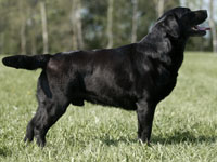 Bruno
