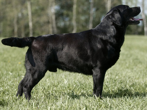 Bruno