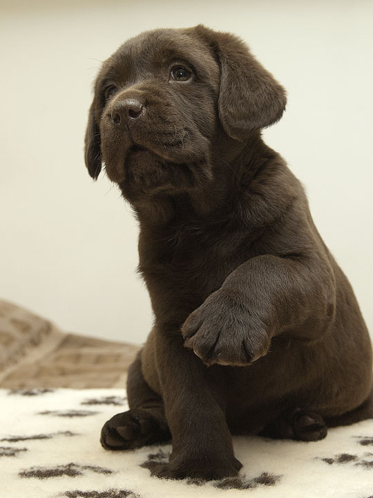 Nako 8 weeks