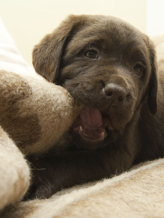 Nako 8 weeks