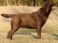 Pako