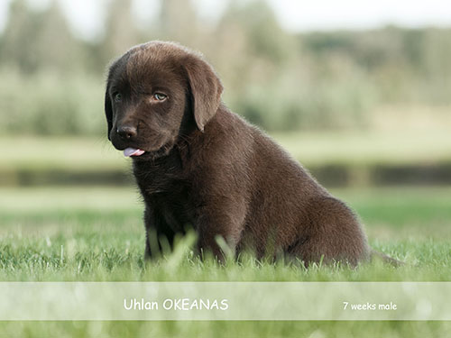 Ulonas