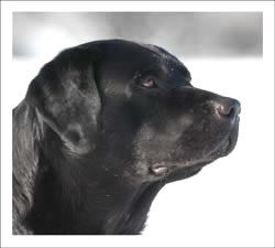 Bruno