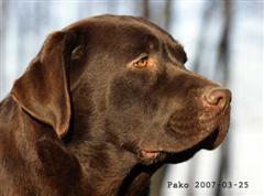 Pako