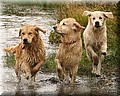 1611003-e05a868385063bba.jpg