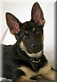 1625624-791430c25ebb2e4f.jpg