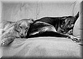 1637412-c6d1cf13a4fd0b1a.jpg