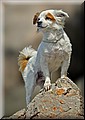 1671928-acd27c42dc62ea1b.jpg