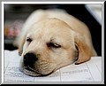 1685256-86149beedb768fd9.jpg
