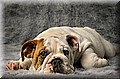 1687833-a90ee56462d6c8db.jpg