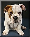 1700859-ac37ec9d900f39a4.jpg