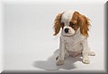 1702049-7f4f5586f7fa0fef.jpg