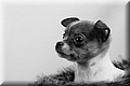 1872237-2b5bc7c257c574c9.jpg