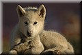 1894905-09f16c4eaac54e46.jpg