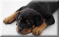 1894998-f60e5127d28b7348.jpg