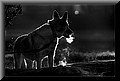 1895416-3d29d7ccdf54b4b0.jpg