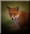 2129421-a504818128a951b7.jpg