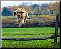 2153344-f58a1cb795e1e382.jpg