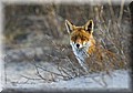 2164350-b4042d7811b141da.jpg