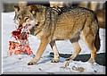 2275117-bc2d5b2496c819c3.jpg