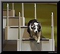 2295258-b20a25cc2f60562e.jpg