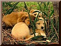605853-6f41454207ded516.jpg