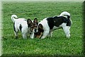 614653-fafd68acabac0666.jpg