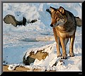 619843-0b981b0ea43e7f62.jpg